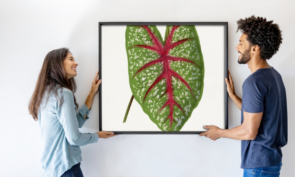Les Plantes a Feuillage Colore