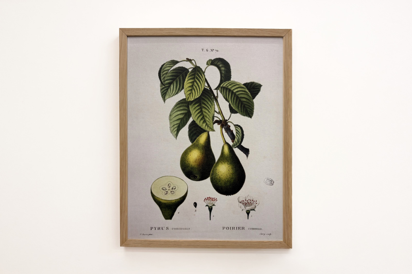 Poirier - in Nouveau Duhamel du Monceau ou traité des arbres et arbustes que le culture en France, Figuren nach den Zeichnungen von P.J. Redoute und P. Bessa, Paris - Pierre Joseph (after) Redoute