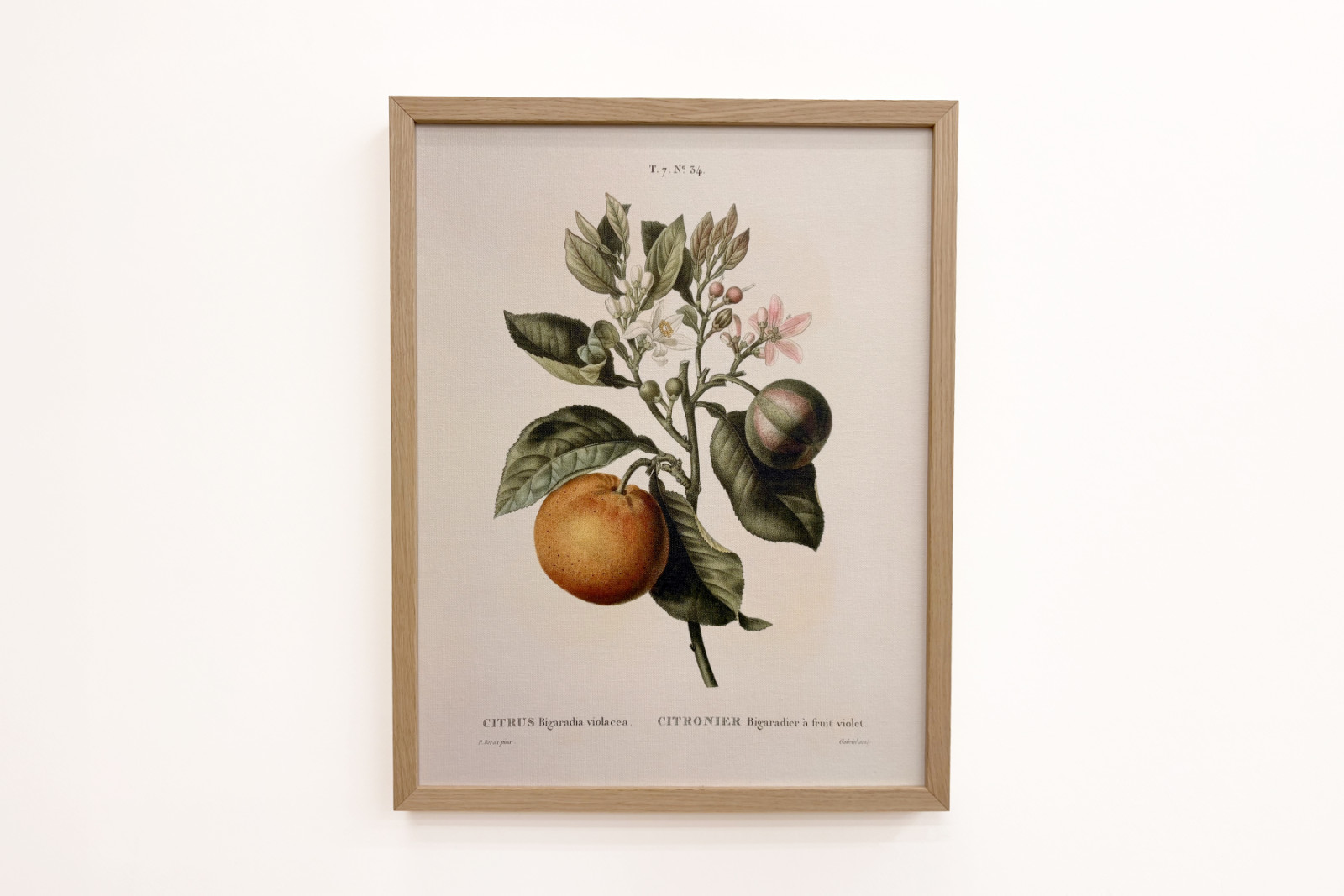 Bitterorange mit violetter Frucht von Pierre Joseph Redouté - Pierre-Joseph Redouté