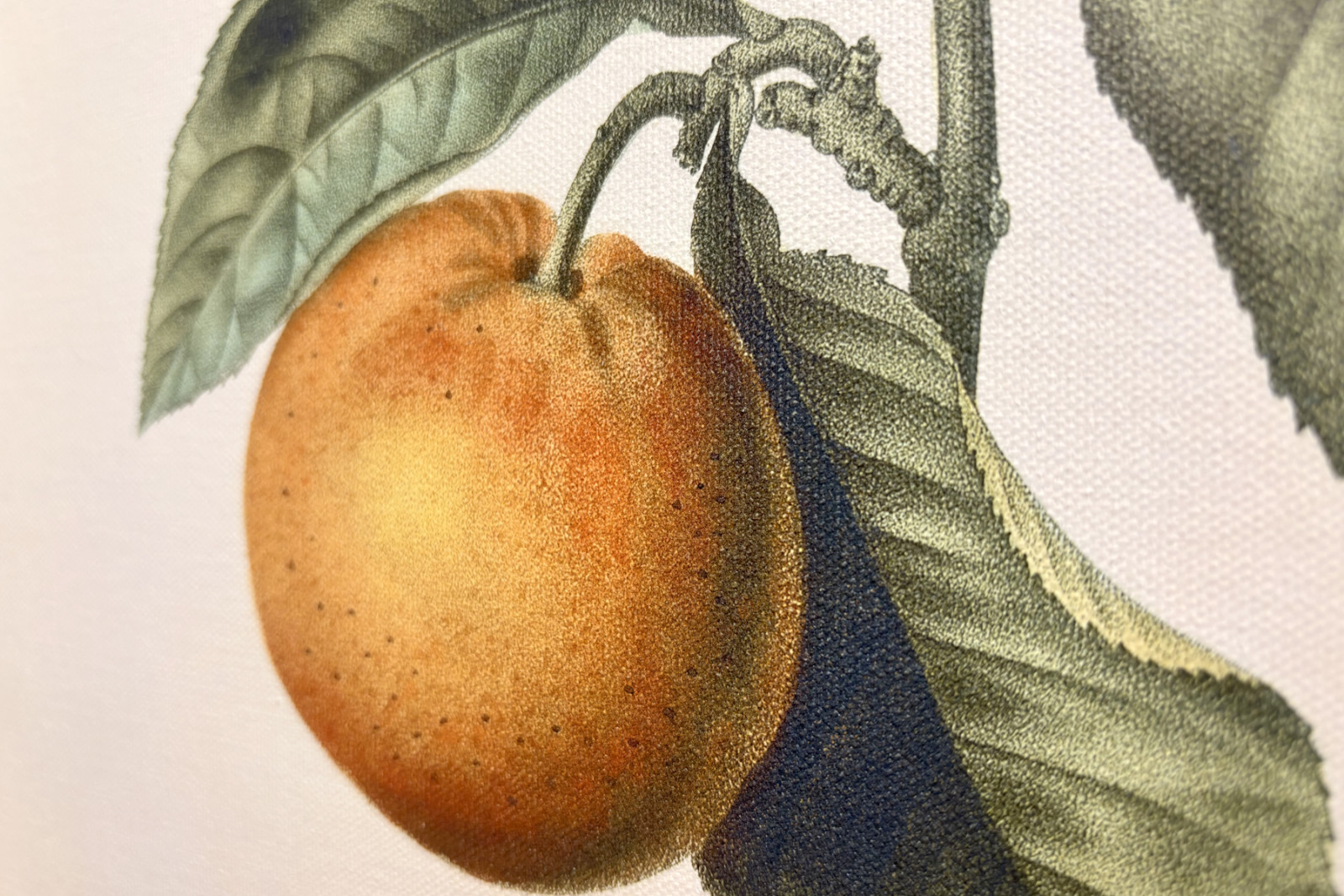 Bitterorange mit violetter Frucht von Pierre Joseph Redouté - Pierre-Joseph Redouté
