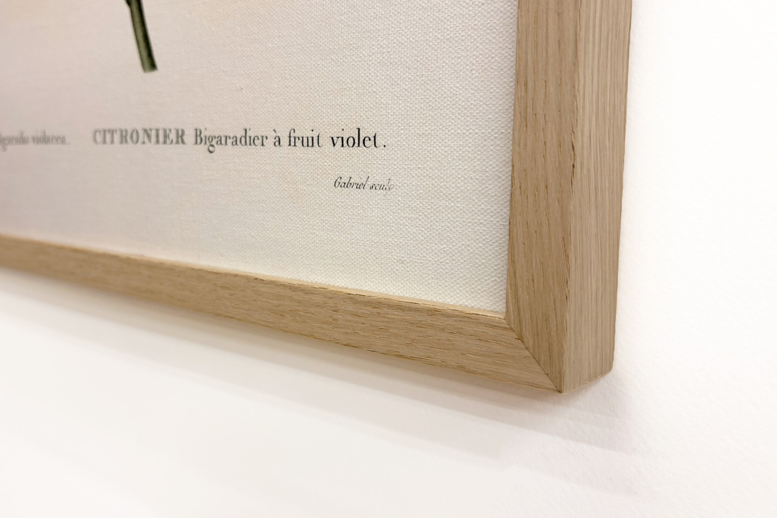 Bitterorange mit violetter Frucht von Pierre Joseph Redouté - Pierre-Joseph Redouté