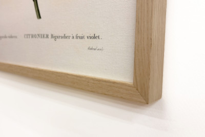 Bitterorange mit violetter Frucht von Pierre Joseph Redouté