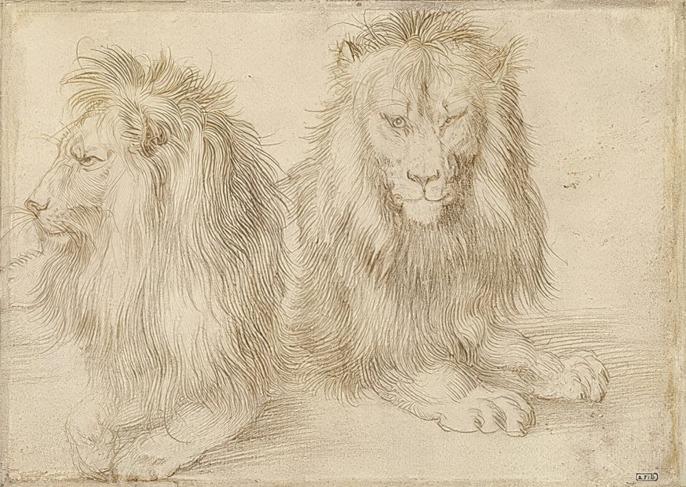 Zwei liegende Löwen. 1521 von Albrecht Dürer
