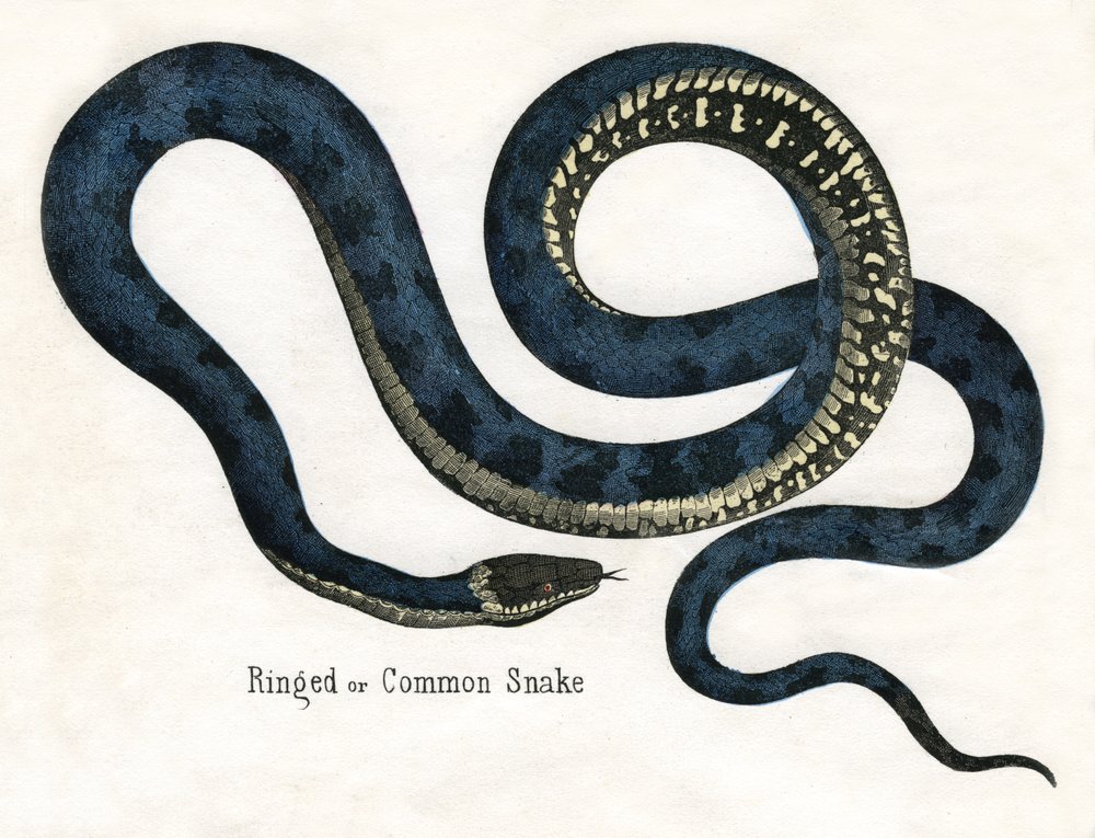Ringelnatter oder Gewöhnliche Schlange, aus Die Naturgeschichte der Tiere von American School