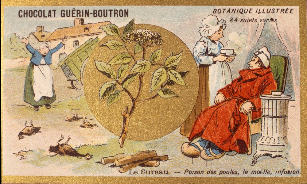 Holunder: Gift für Hühner, Mark, Aufguss. Gravur (Chromo). Werbechromolithographie für Guerin-Boutron-Schokoladen, späte 19. Jahrhundert. Illustrierte Botanische Serie von Anonymous Anonymous