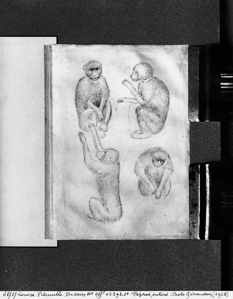 Affen, aus dem Vallardi-Album von Antonio Pisanello
