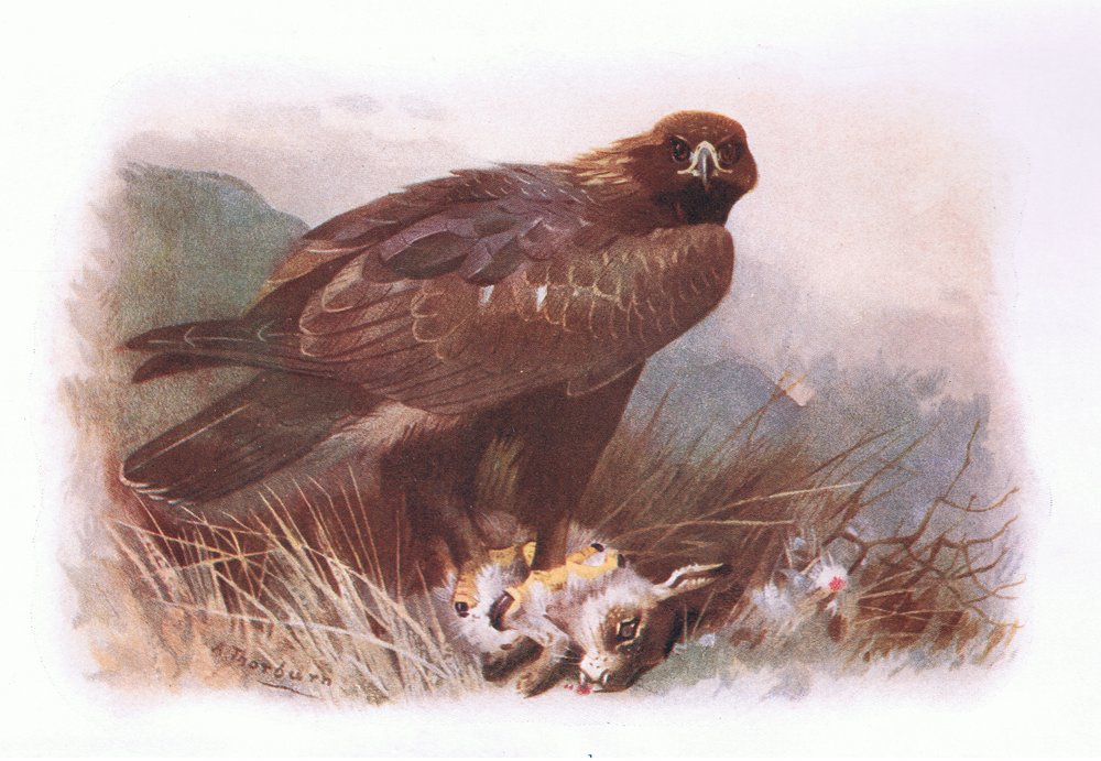Steinadler, aus Britische Vögel, veröffentlicht von Longmans, 1932 von Archibald Thorburn