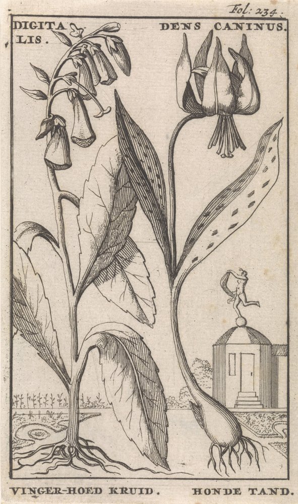 Titelblatt und acht Drucke mit Blumen von Caspar Luyken
