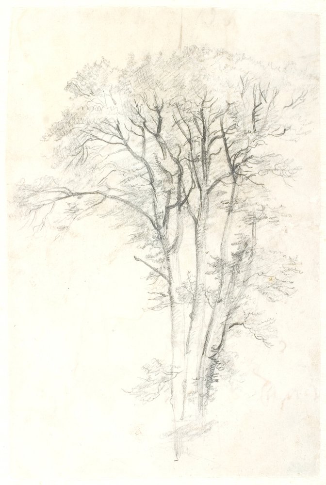 Baumstudie von Dankvart Dreyer