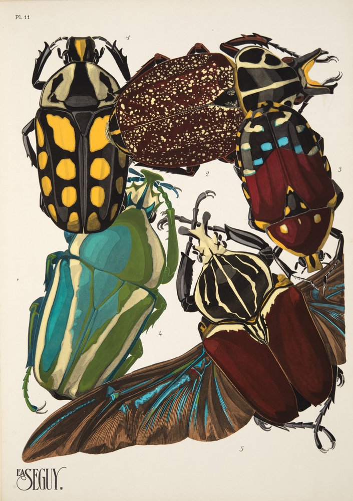 Tafel 11 aus Insekten, veröffentlicht in den 1930er Jahren von Émile-Allain Séguy
