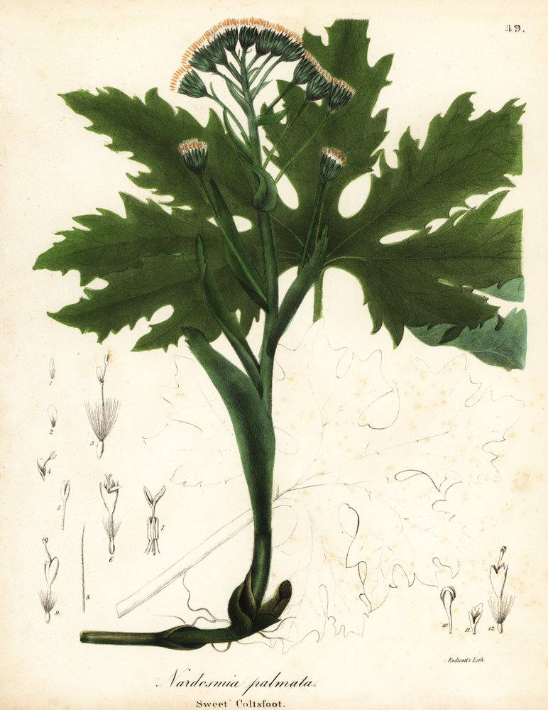 Arktische Huflattich oder Arktische Pestwurz, Petasites frigidus var von Endicott Endicott