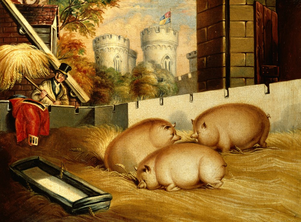 Drei Schweine mit Burg im Hintergrund von English School