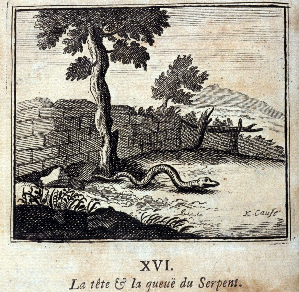 Der Kopf und der Schwanz der Schlange. Fabeln von Jean de La Fontaine (1621-95). Illustration von François Chauveau (1613-1676). Ausgabe von 1728. von Francois Chauveau