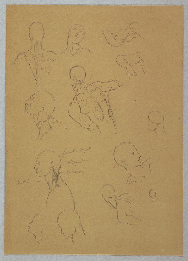 Anatomische Studien, 1865–1870 von Frederic Edwin Church