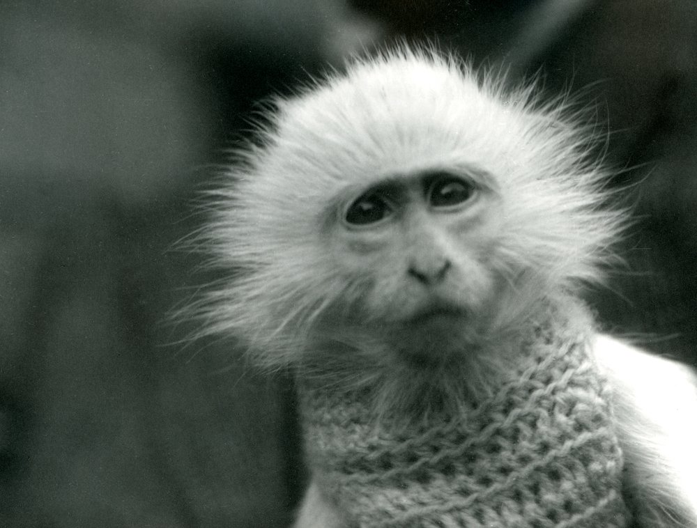 Ein Albino-Meerkatzenartiger der Gattung Cercopithecus, der im Juli 1922 im Londoner Zoo einen Pullover trägt von Frederick William Bond