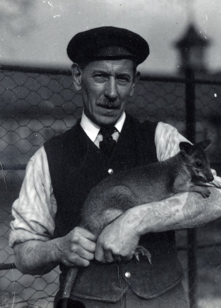 Ein Wärter hält ein Wallaby, Oktober 1920 von Frederick William Bond