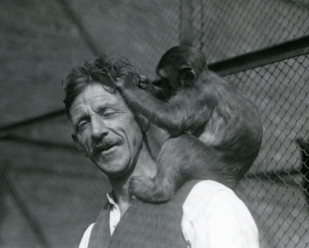 Ein junger Affe, der das Haar des Pflegers Flewin pflegt, London Zoo 1928