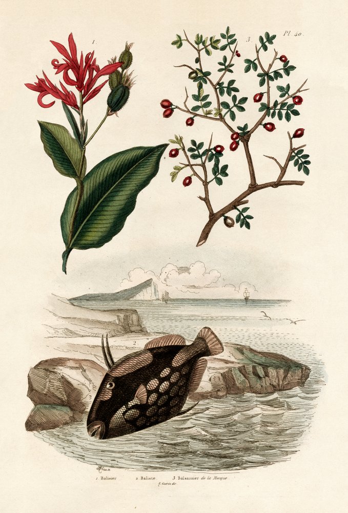 Canna von French School