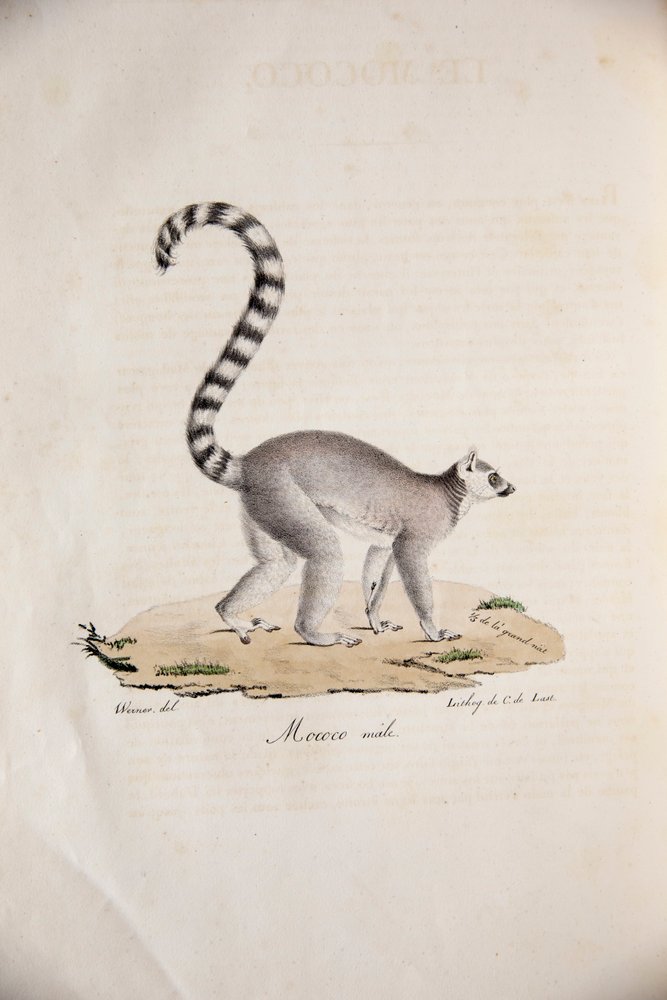 Katta, aus Histoire Naturelle des Mammifères, avec des figures originales, von Étienne Geoffroy Saint-Hilaire und Frédéric Cuvier, 1824-42 von French School