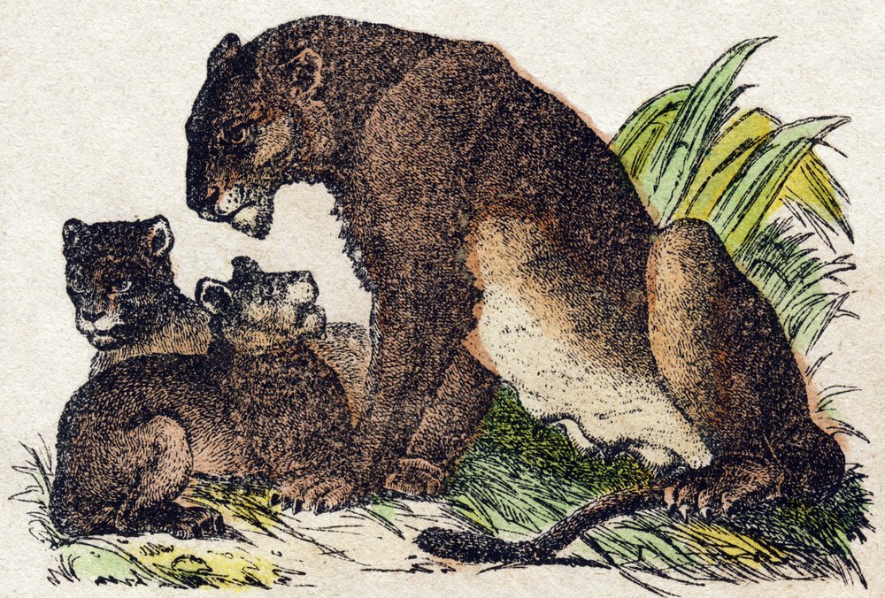 Löwin. Gravur in "Alphabet des animaux sauvages". 9. Serie. Bildersammlung von Epinal, Pellerin, Drucker-Verleger, um 1870. Holzschnitte, schabloniert. 16 Seiten. Dim: 20 x 15 cm. Private Sammlung von French School