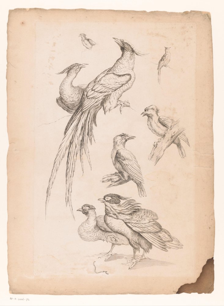 Acht chinesische Vögel, darunter möglicherweise Paradiesvögel von Gabriel Huquier (attributed to)