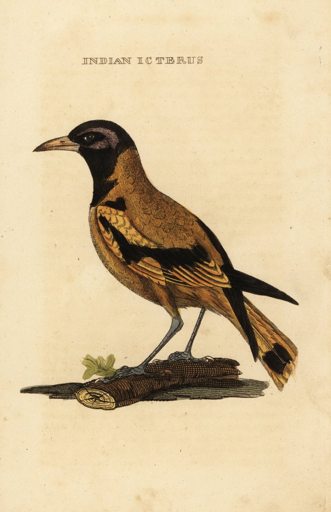 Audubons Pirol oder Schwarzkopfpirol, Icterus graduacauda von George (after) Edwards