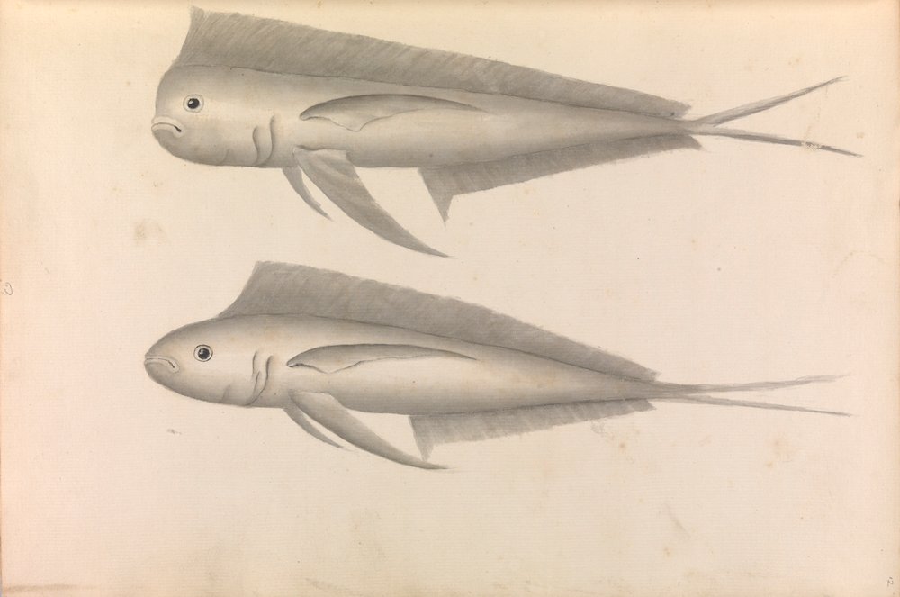 Bericht über die Weltreise von Commodore George Anson von George Anson