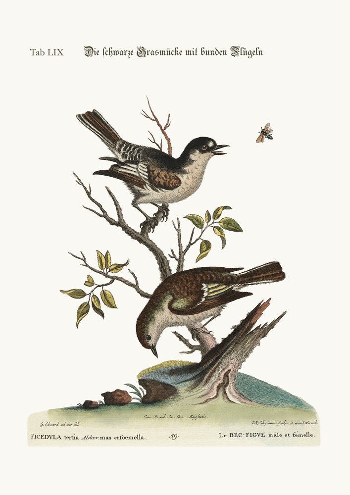 Der männliche Stieglitz. Der weibliche Stieglitz, 1749-73 von George Edwards