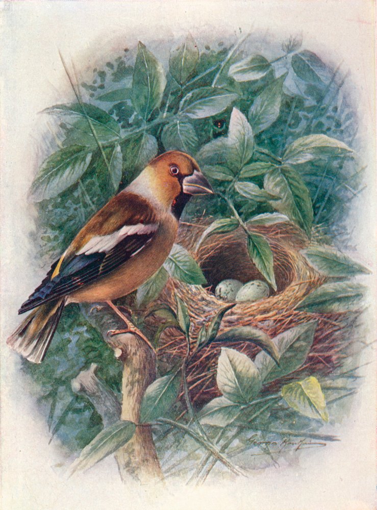 Kernbeißer - Coccothraustes vulgaris, um 1910 von George James Rankin