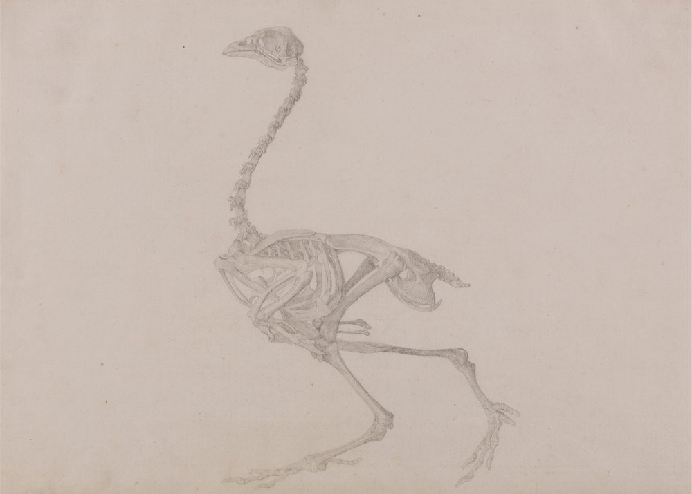 Dorking-Huhn-Skelett, Seitenansicht (Fertige Studie für eine unveröffentlichte Tafel) von George Stubbs