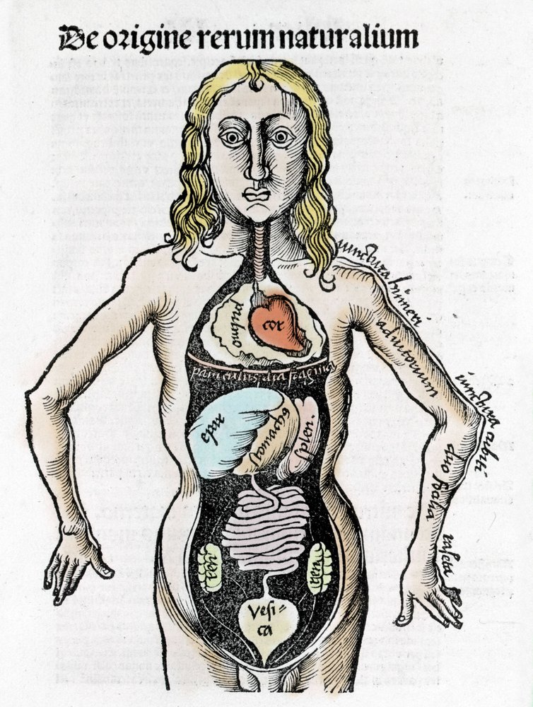 Schnitt durch den menschlichen Körper - in „Margarita Philosophica“ von Gregor Reisch (1467-1525), Basel 1517. von Gregor Reisch