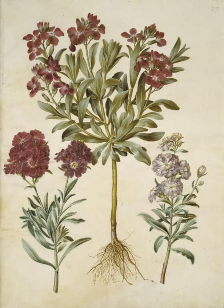 Matthiola incana (Winterlevkoje) von Hans Simon Holtzbecker