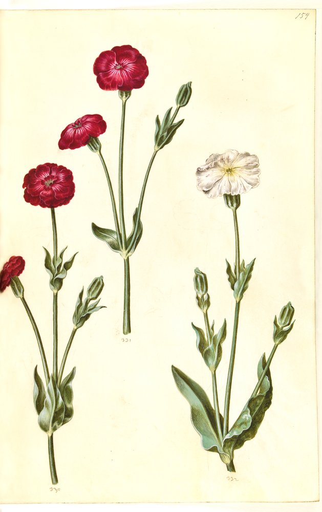 Silene coronaria (Kranz-Leimkraut) von Hans Simon Holtzbecker