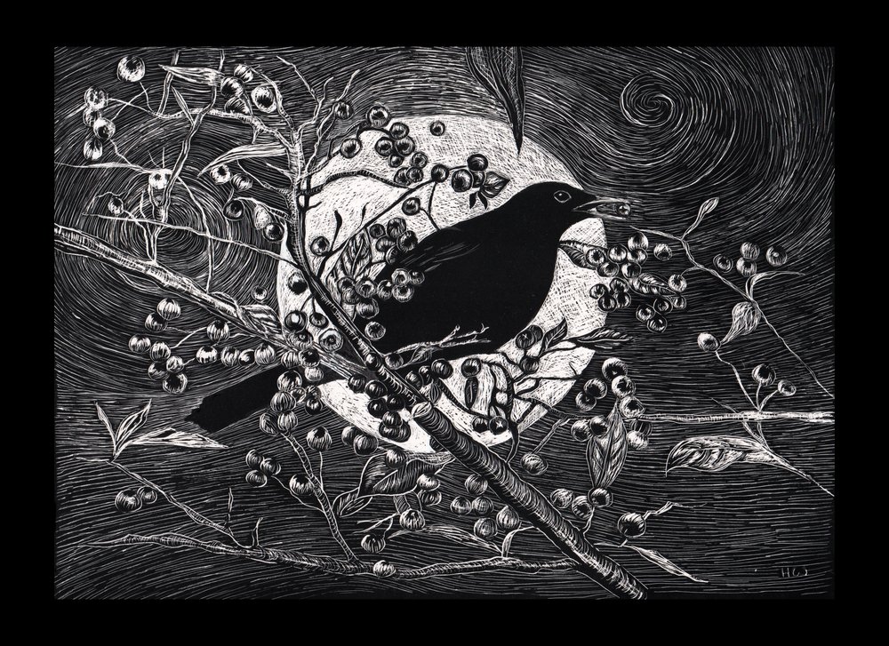 Amsel, 2023 von Helen White