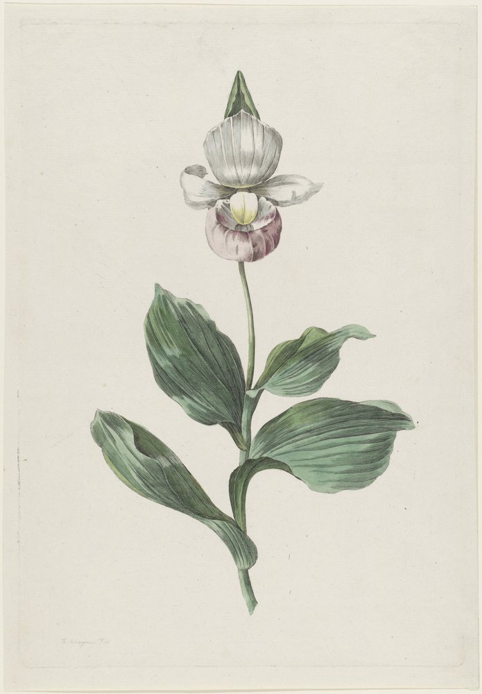 Orchidee Frauenschuh (Cypripedium reginae Walter) von Hendrik Schwegman