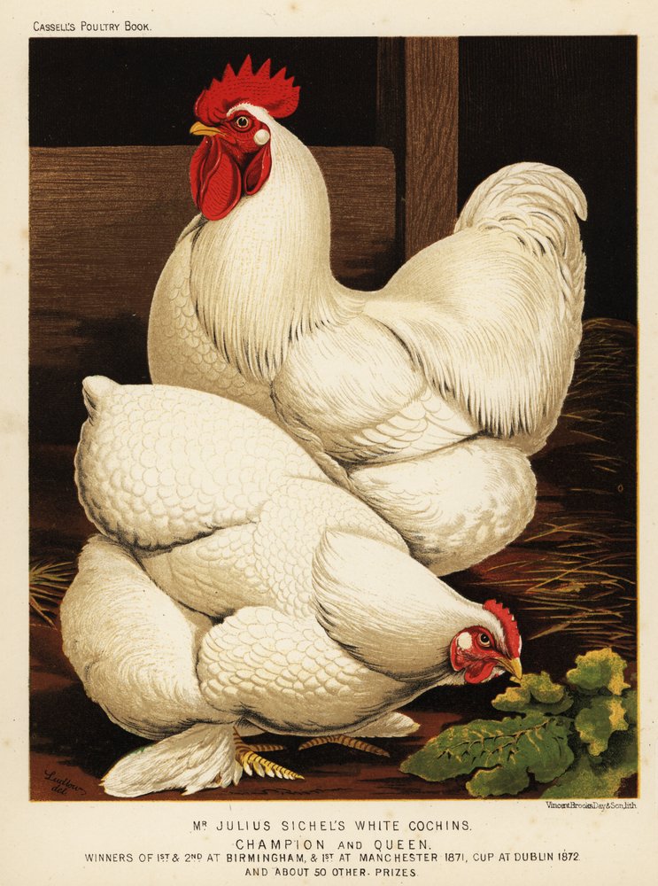 Weiße Cochin-Hahn und -Henne von J. W. (after) Ludlow