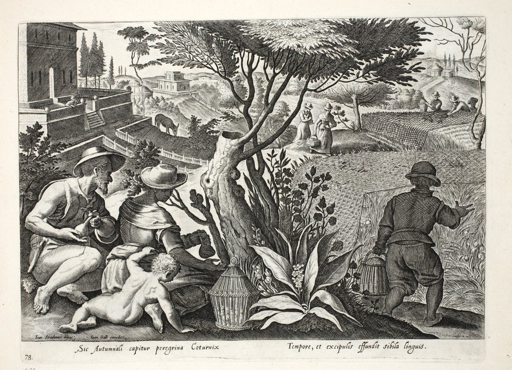 Wachteljagd, Illustration aus 