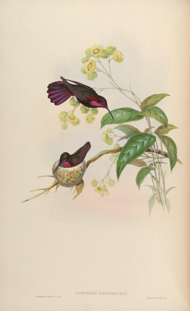 Lampornis porphyrurus = Anthracothorax mango von John Gould