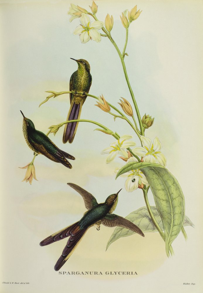 Sparganura Glyceria, aus „Tropical Birds“ von John Gould