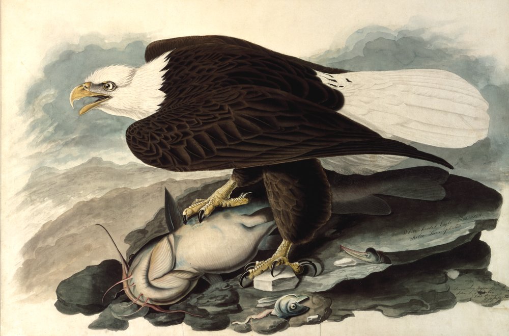 Weißkopfseeadler, 1828 von John James Audubon