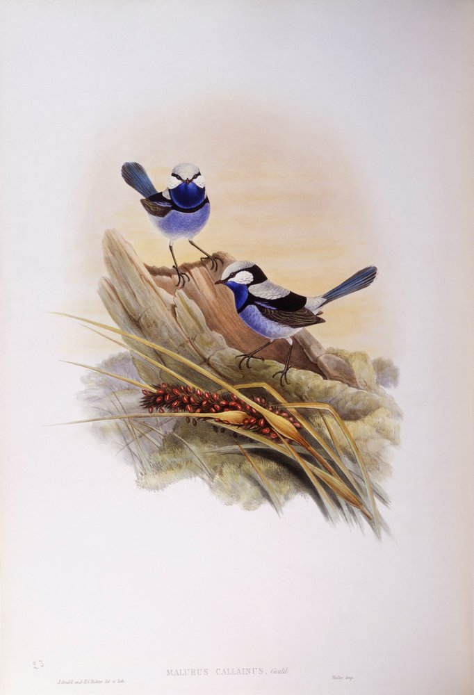 Prachtstaffelschwanz (Malurus splendens), Gravur von John Gould von John Gould
