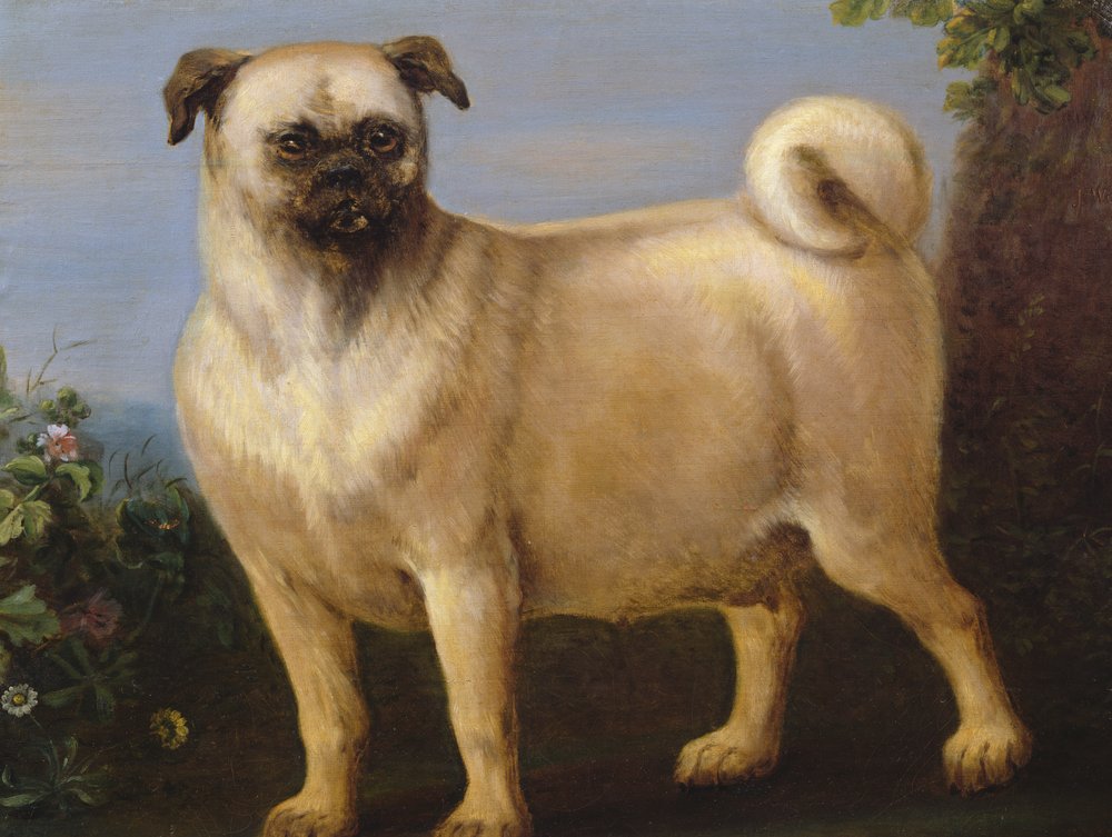 Ein Mops in einer Landschaft von John Wootton