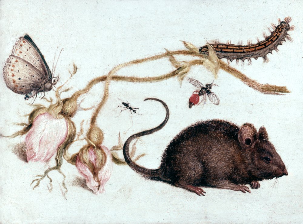 Maus, Blume und Insekt, 16. Jahrhundert von Joris Hoefnagel