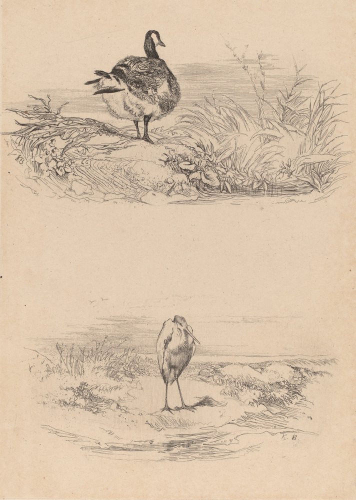Gans, Reiher von Karl Bodmer