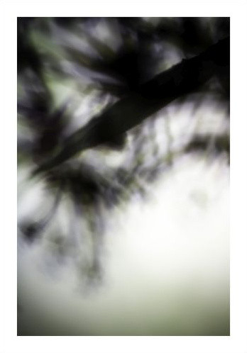 Pflanze / 4220, 2008 von Laetizia Bazzoni