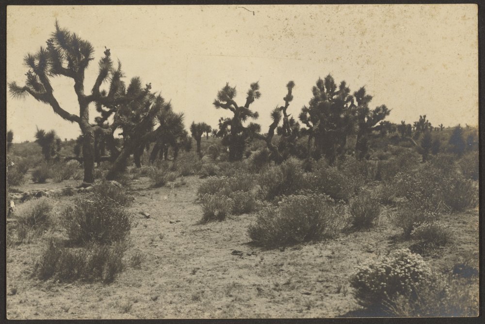 Mojave-Wüste von Louis Fleckenstein