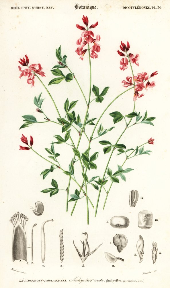 Indigopflanze, Indigofera procumbens (Kupferstich) von Louis Joseph Edouard Maubert