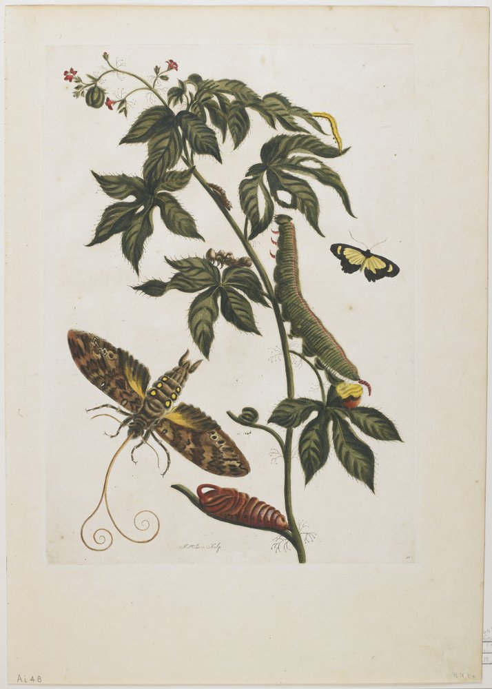 Schwärmer, Larve, Puppe und Blume, 1705-71 von Maria Sibylla Merian