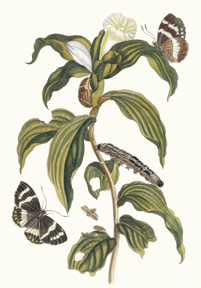 Costus arabicus. Aus dem Buch Metamorphosis insectorum Surinamensium, 1705