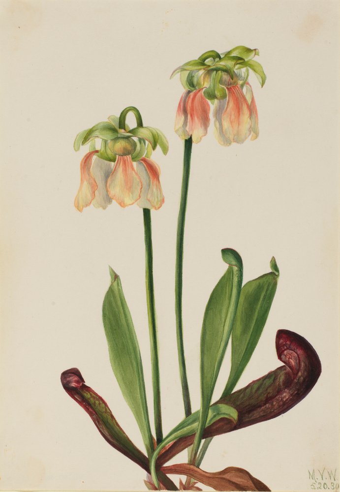 Hybride Kannenpflanze (Sarracenia minor x psittacina) von Mary Vaux Walcott
